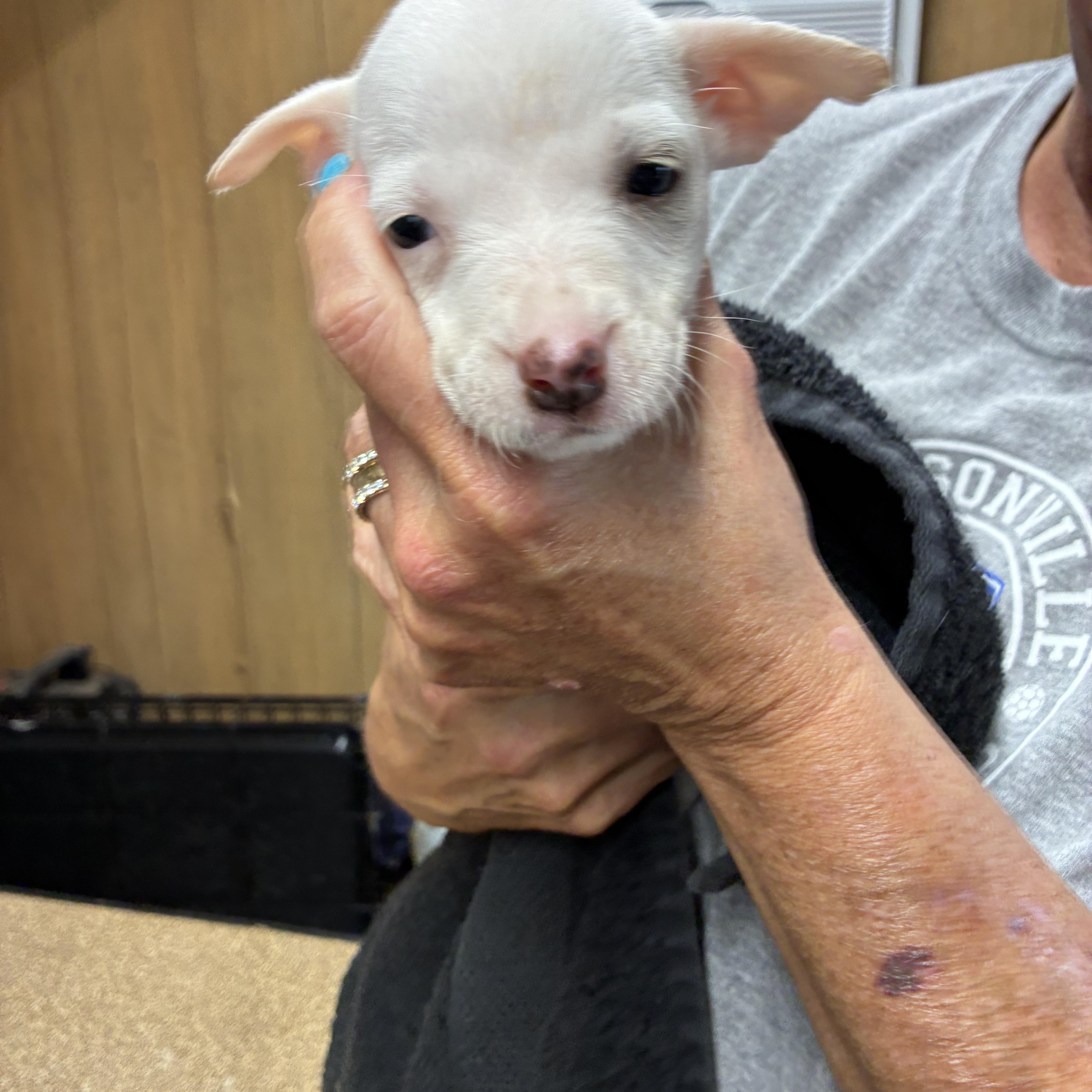 Sugar, ADOPTABLE, Puppy Female Chihuahua.