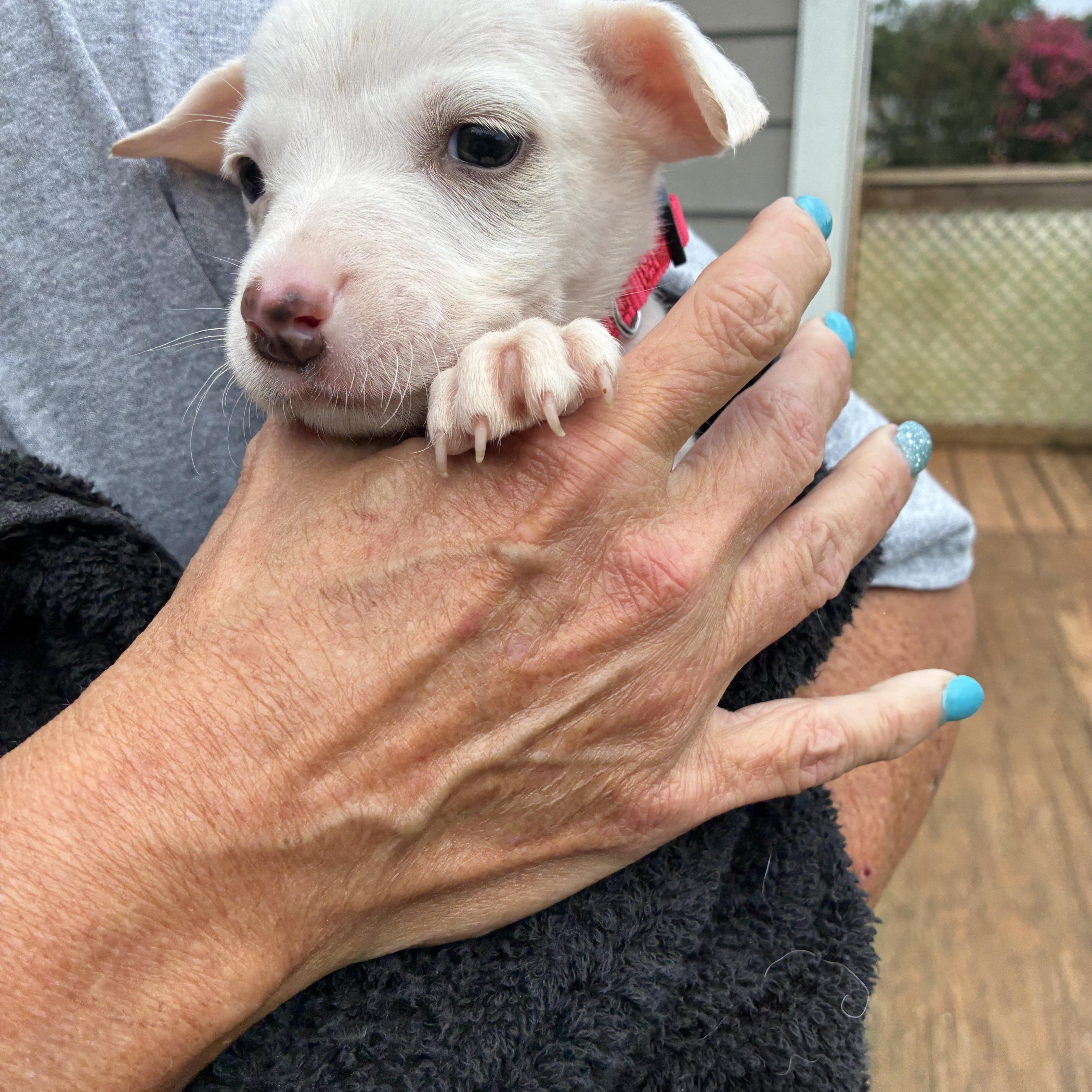 Sugar, a ADOPTABLE mixed breed in Woodruff, SC image 2/6