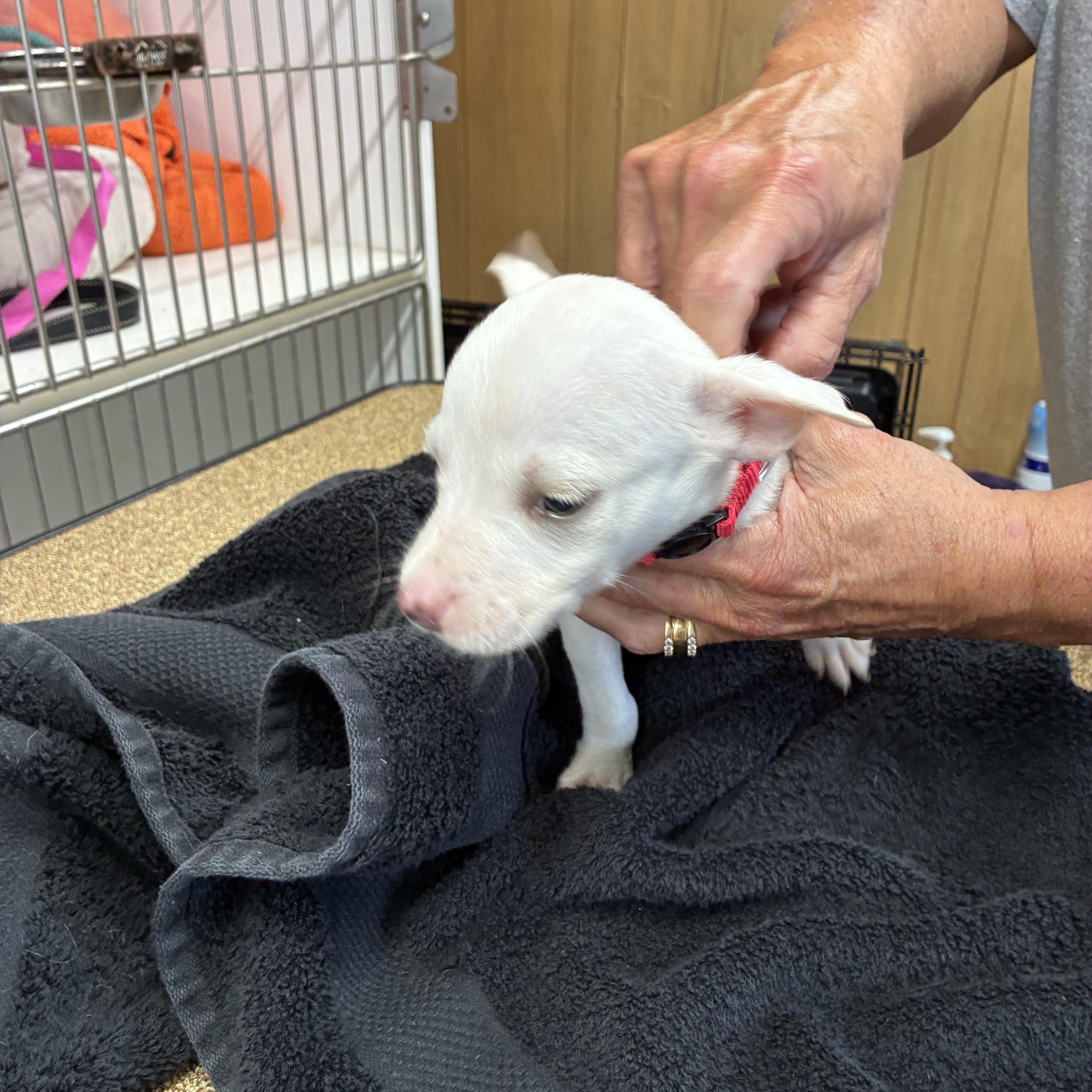 Sugar, a ADOPTABLE mixed breed in Woodruff, SC image 6/6