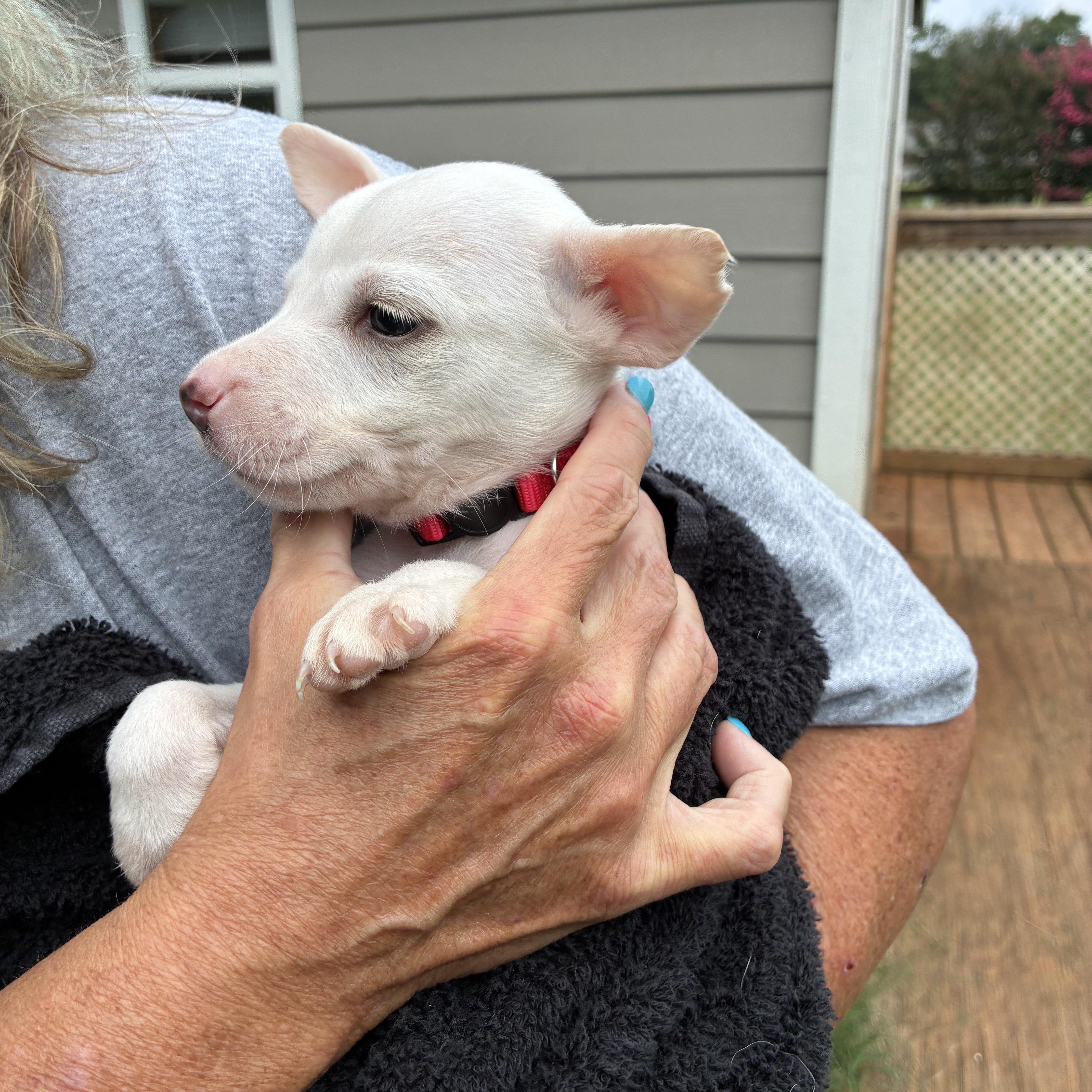 Sugar, a ADOPTABLE mixed breed in Woodruff, SC image 5/6
