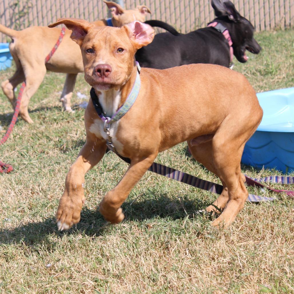 Dale, Adoptable, Young Male Terrier.