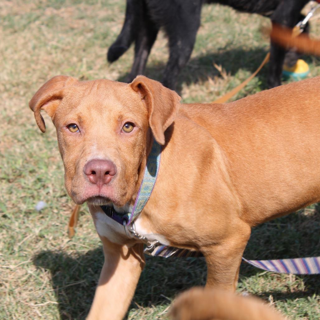 Enlarge Dale, a Adoptable Terrier in Cleveland, MS image 2/4