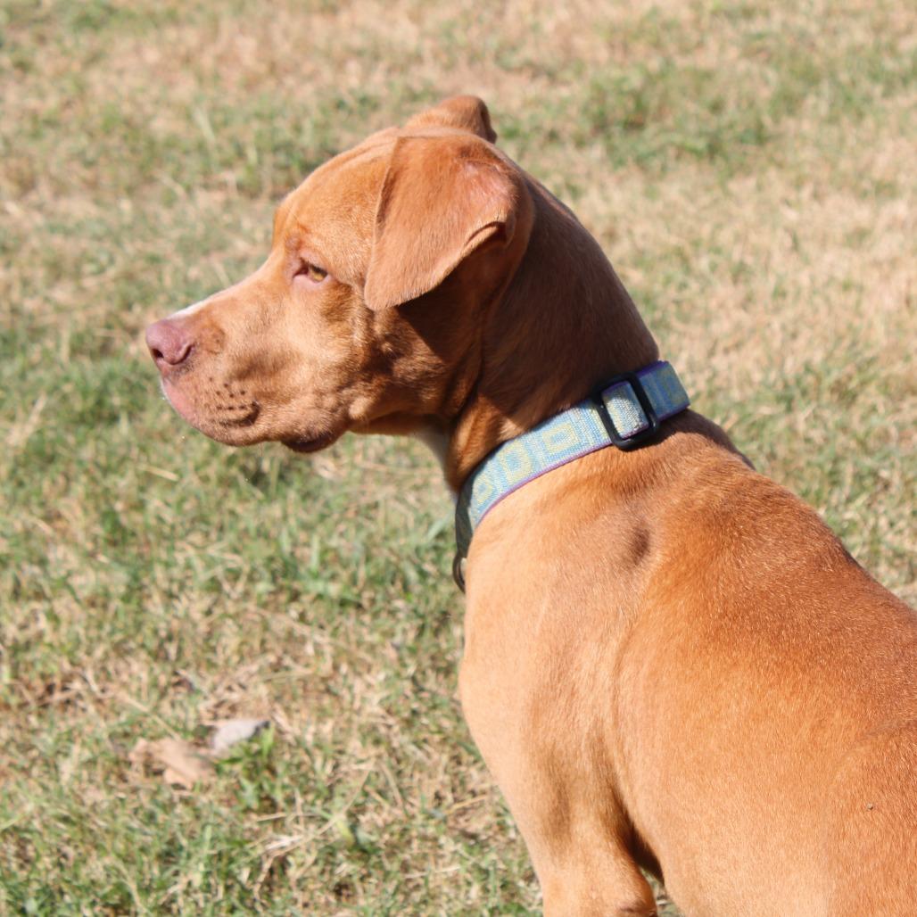Enlarge Dale, a Adoptable Terrier in Cleveland, MS image 3/4