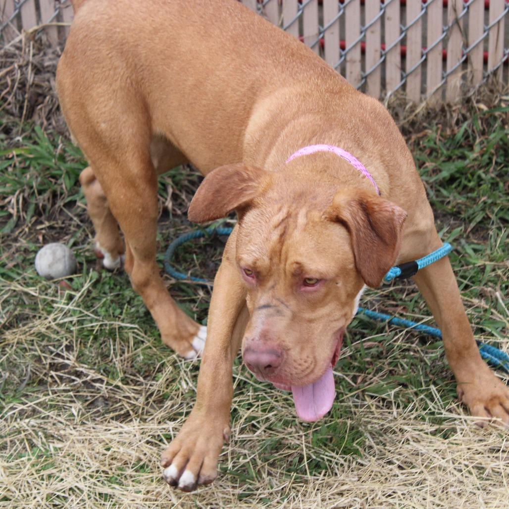 Enlarge Dale, a Adoptable Terrier in Cleveland, MS image 3/6