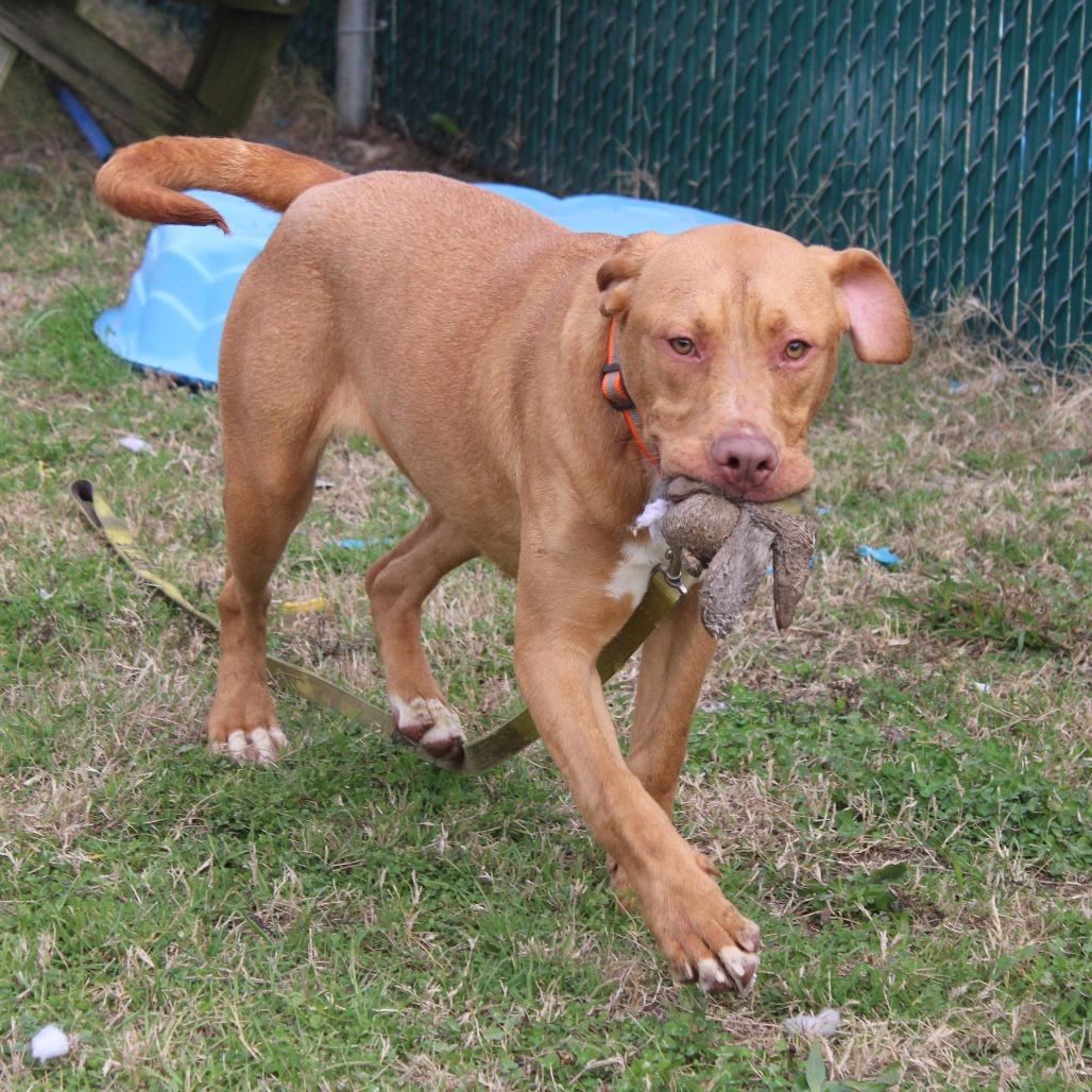 Enlarge Dale, a Adoptable Terrier in Cleveland, MS image 3/6