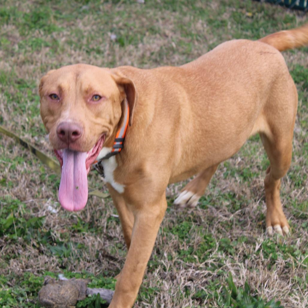 Enlarge Dale, a Adoptable Terrier in Cleveland, MS image 4/6