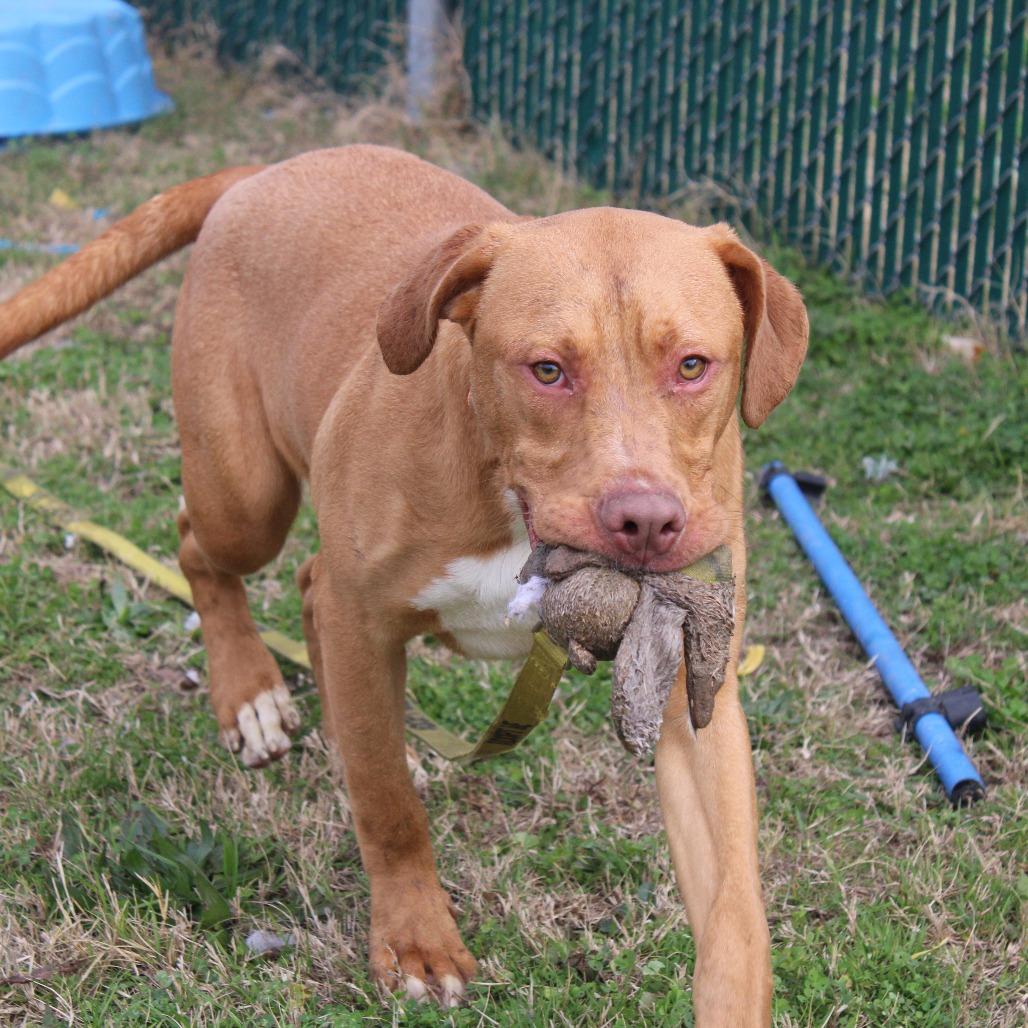 Enlarge Dale, a Adoptable Terrier in Cleveland, MS image 5/6