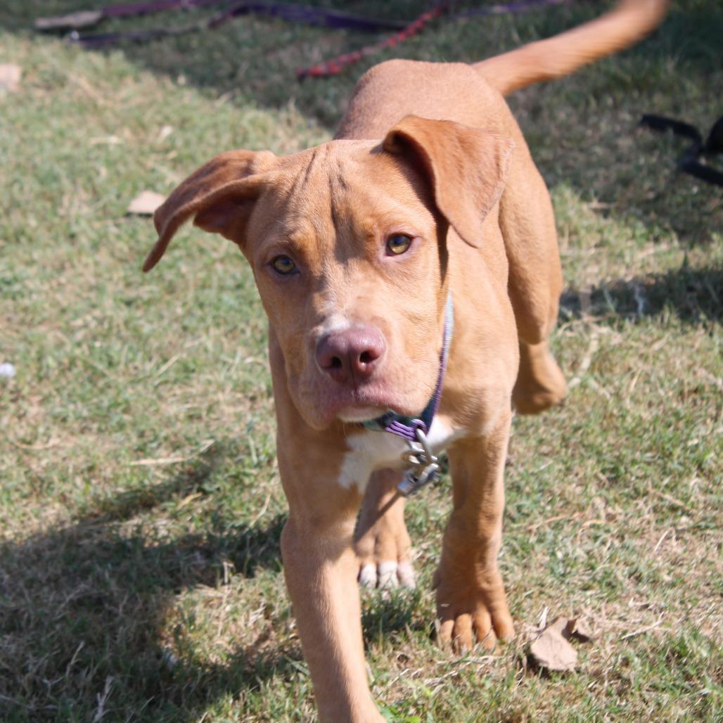 Enlarge Dale, a Adoptable Terrier in Cleveland, MS image 4/4