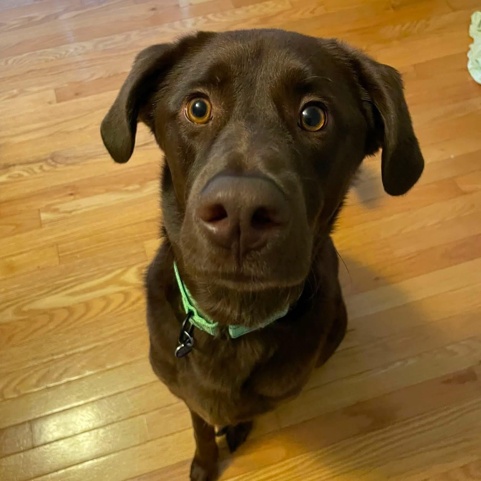 William, Adoptable, Adult Male Labrador Retriever.