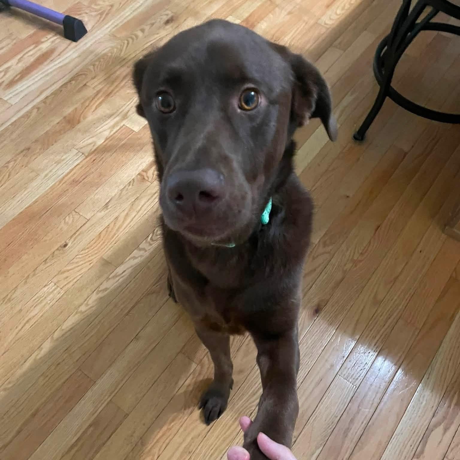 Enlarge William, a Adoptable mixed breed in Elkton, MD image 5/5