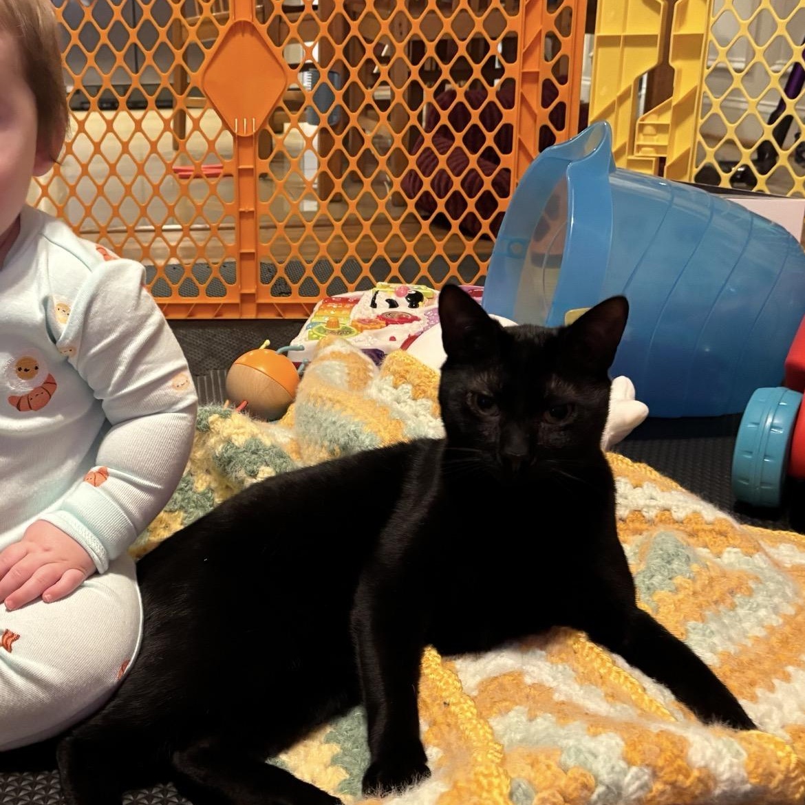 Enlarge Sumac, a ADOPTABLE mixed breed in Hyattsville, MD image 3/6
