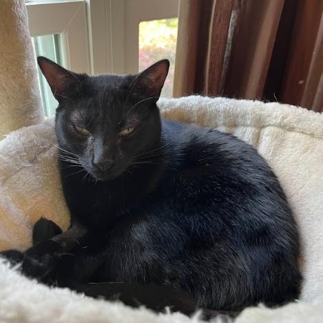 Enlarge Sumac, a ADOPTABLE mixed breed in Hyattsville, MD image 5/6