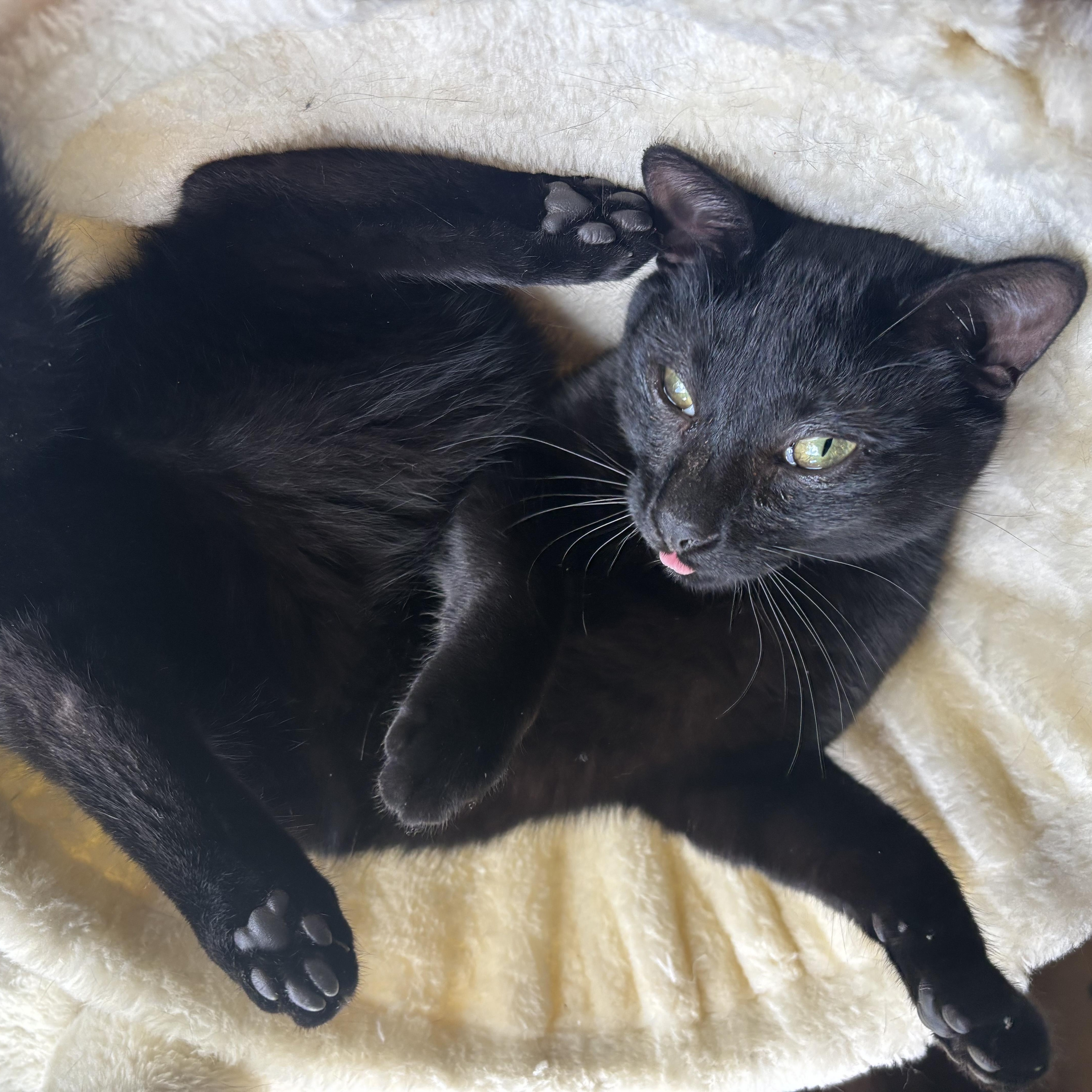 Enlarge Sumac, a ADOPTABLE mixed breed in Hyattsville, MD image 6/6