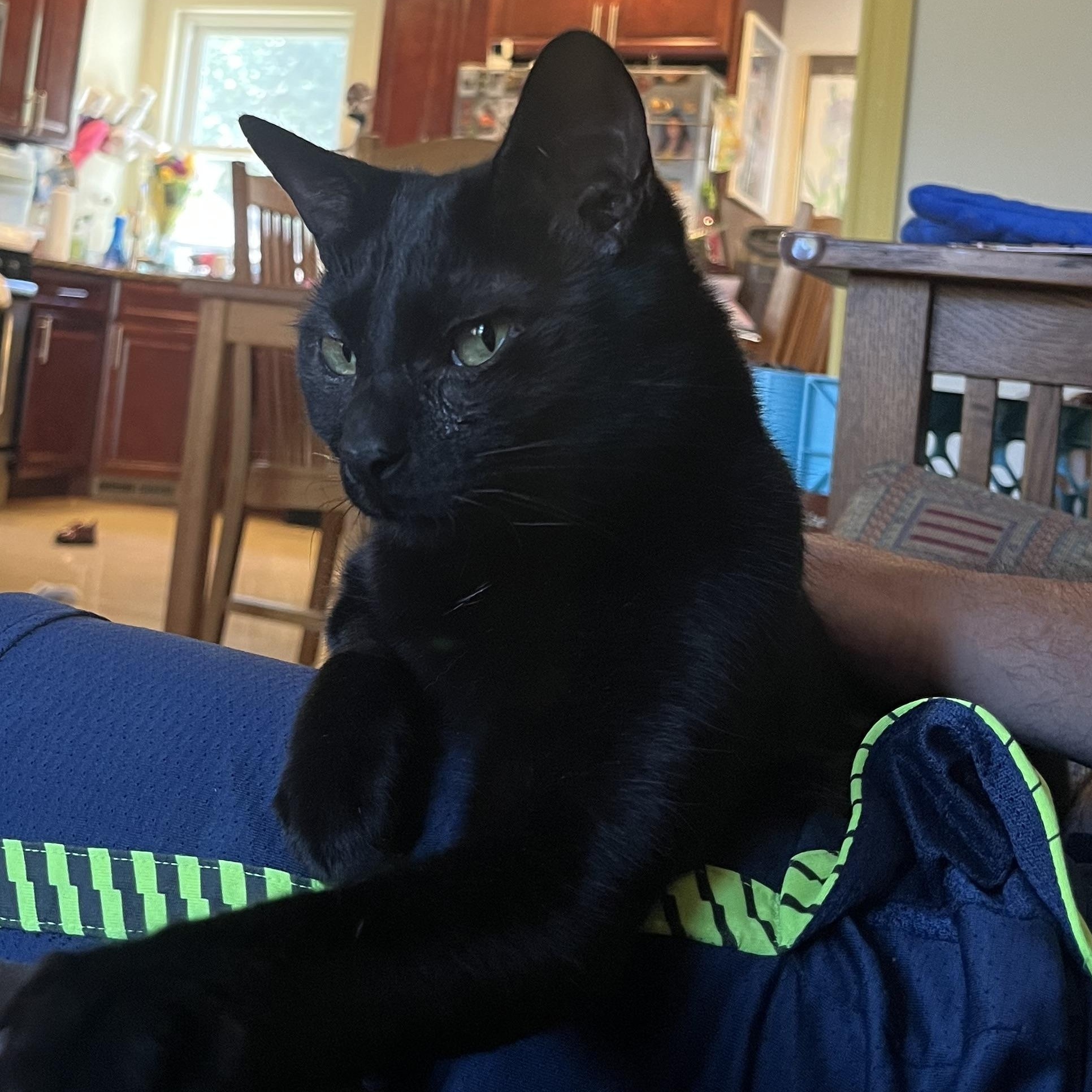 Enlarge Sumac, a ADOPTABLE mixed breed in Hyattsville, MD image 1/6