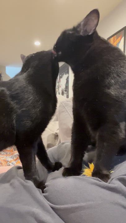 Enlarge Sumac, a ADOPTABLE mixed breed in Hyattsville, MD video 2/6