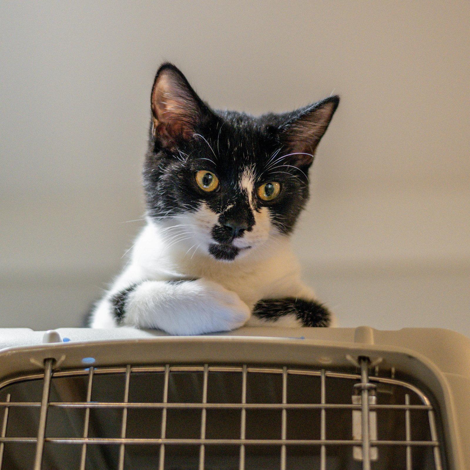 Enlarge Alice, a Adoptable Domestic Short Hair in Hilton Head Island, SC image 1/3