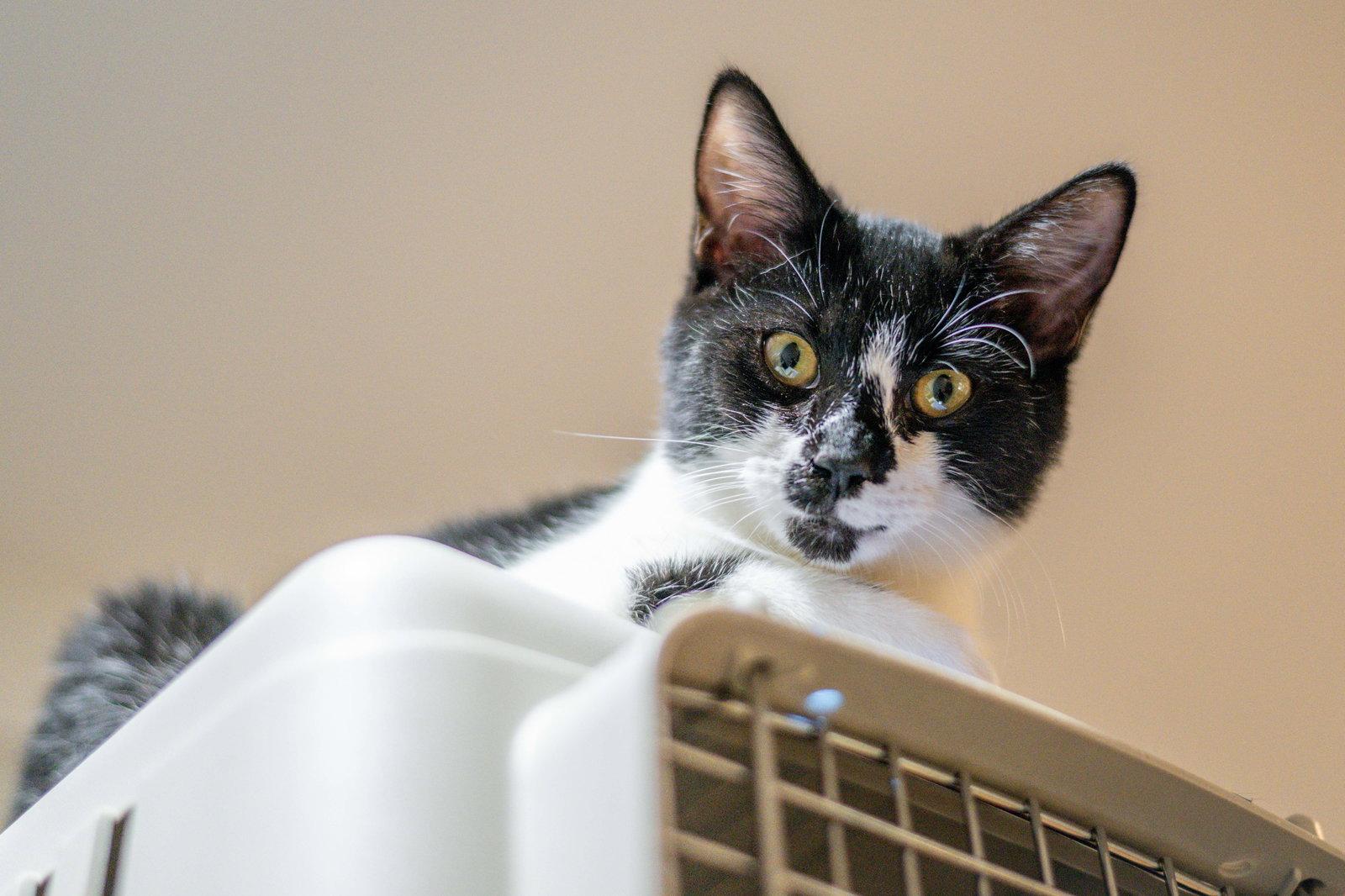 Enlarge Alice, a Adoptable Domestic Short Hair in Hilton Head Island, SC image 2/3