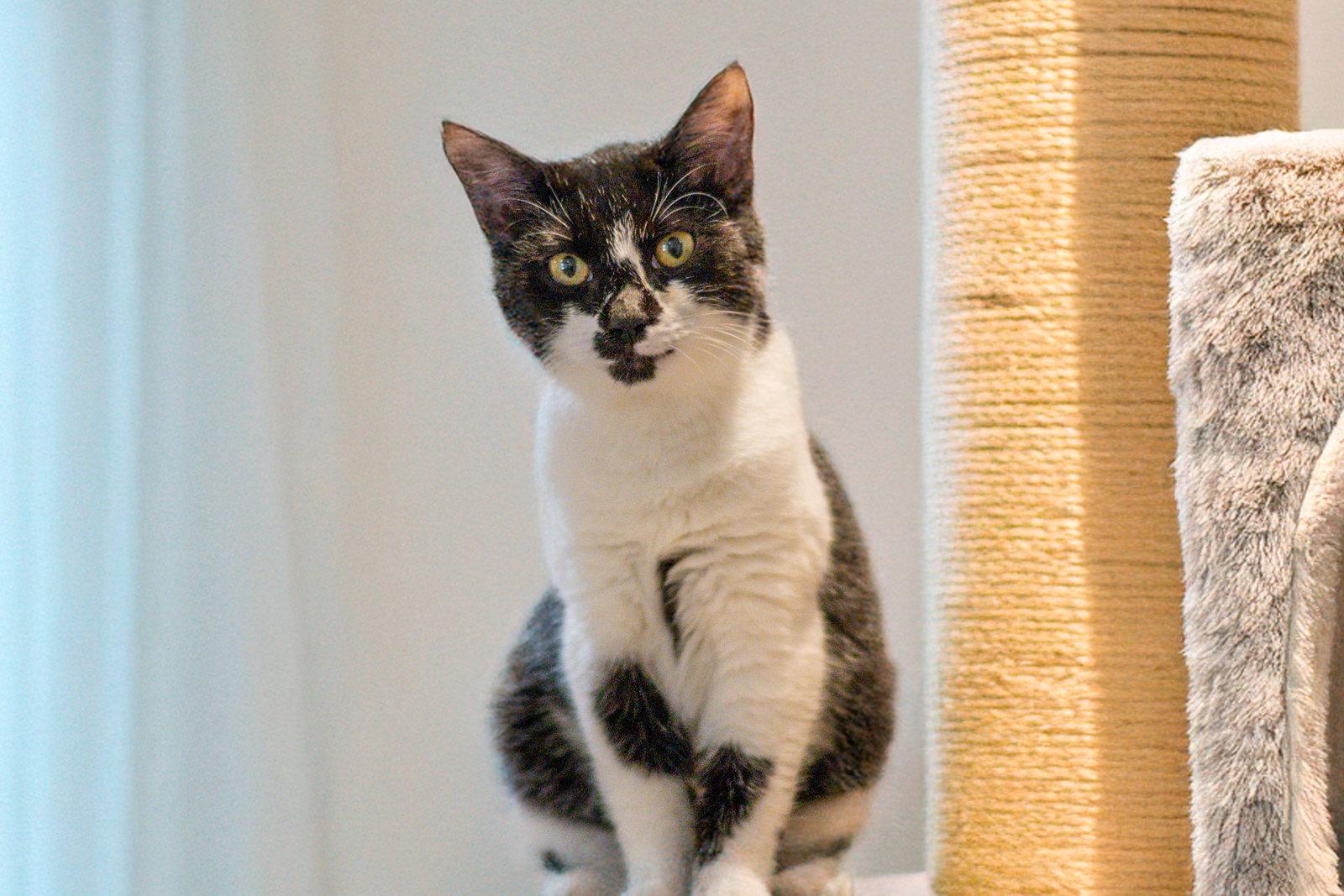 Enlarge Alice, a Adoptable Domestic Short Hair in Hilton Head Island, SC image 3/3