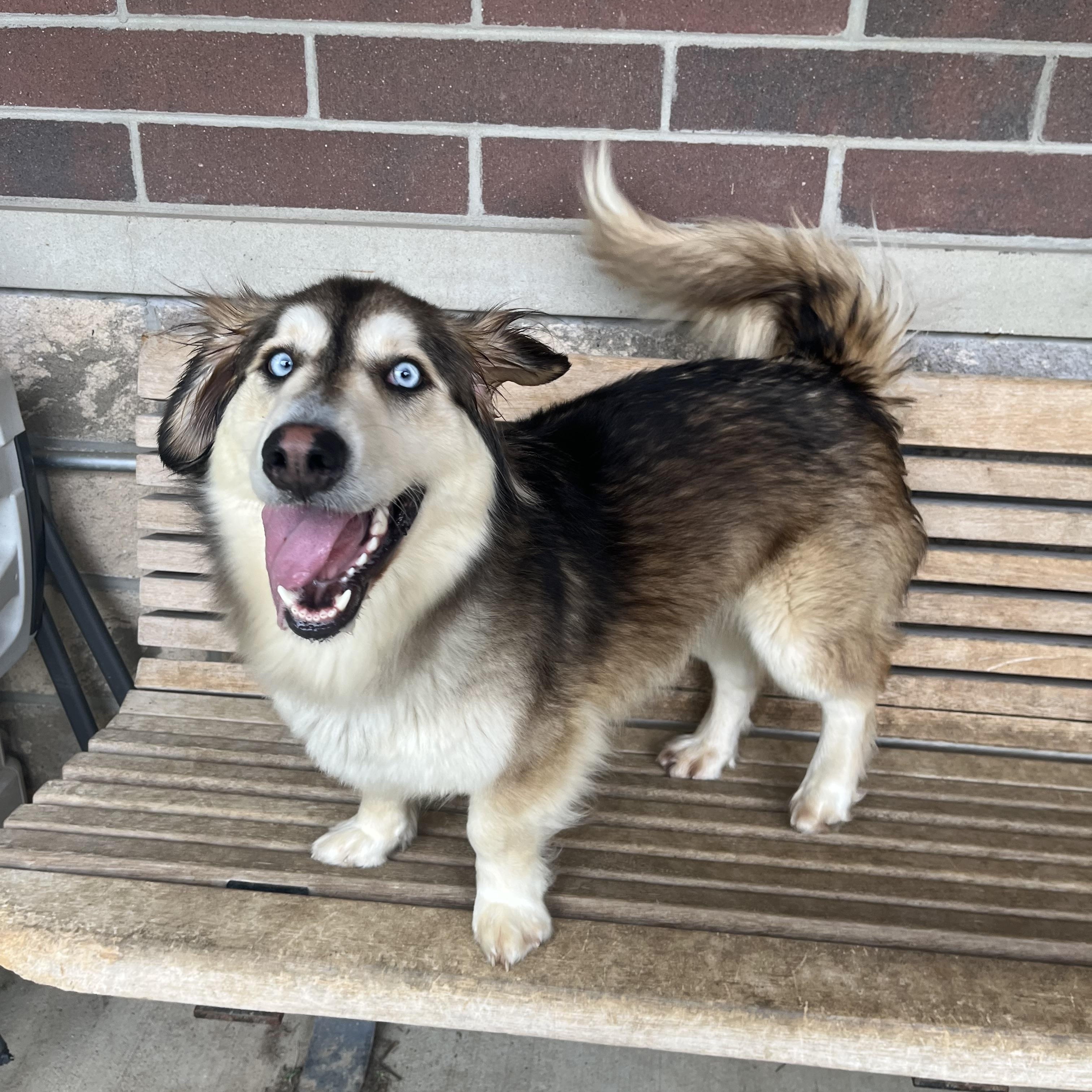Enlarge Wrenley, an adopted mixed breed in Monroe, OH image 2/6