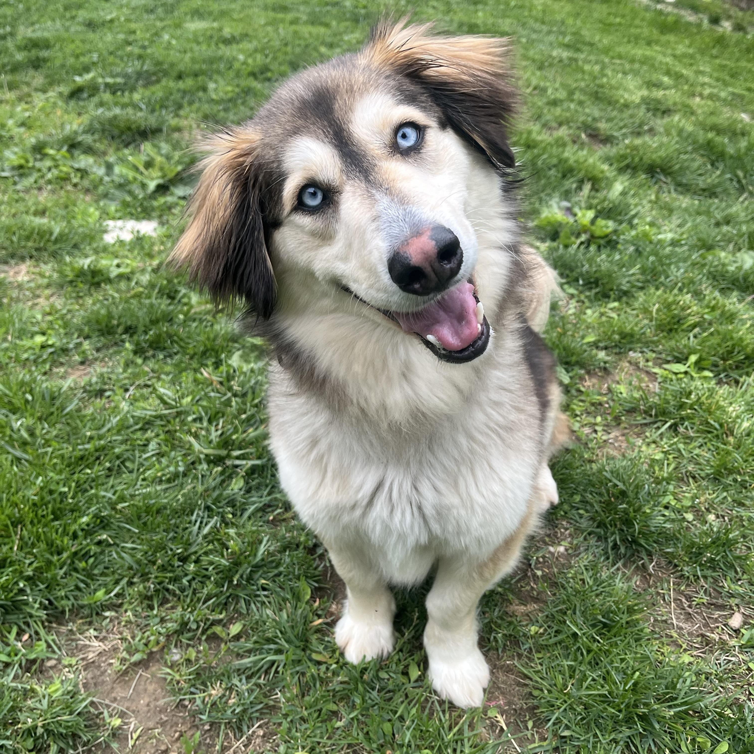 Enlarge Wrenley, an adopted mixed breed in Monroe, OH image 1/6