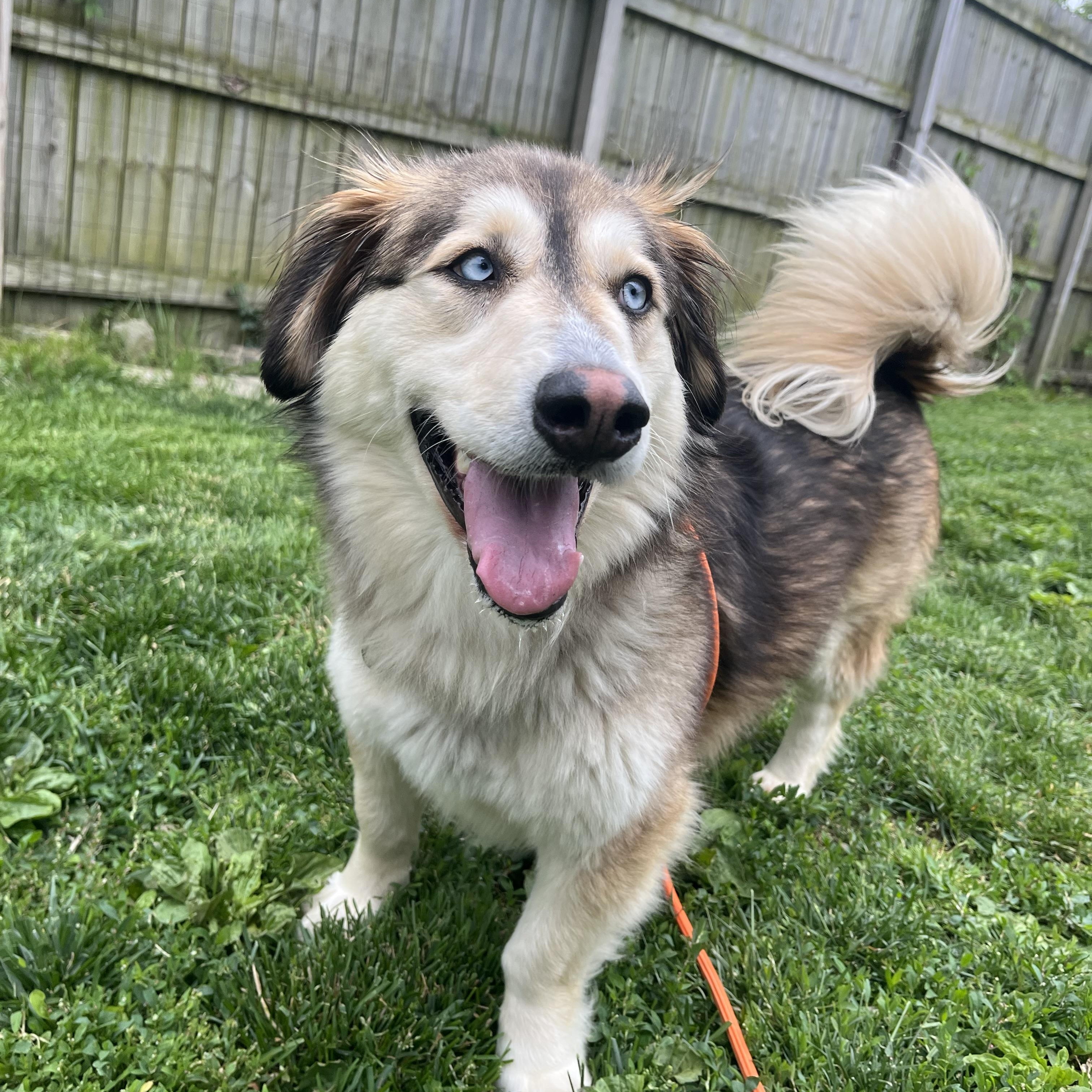 Enlarge Wrenley, an adopted mixed breed in Monroe, OH image 5/6