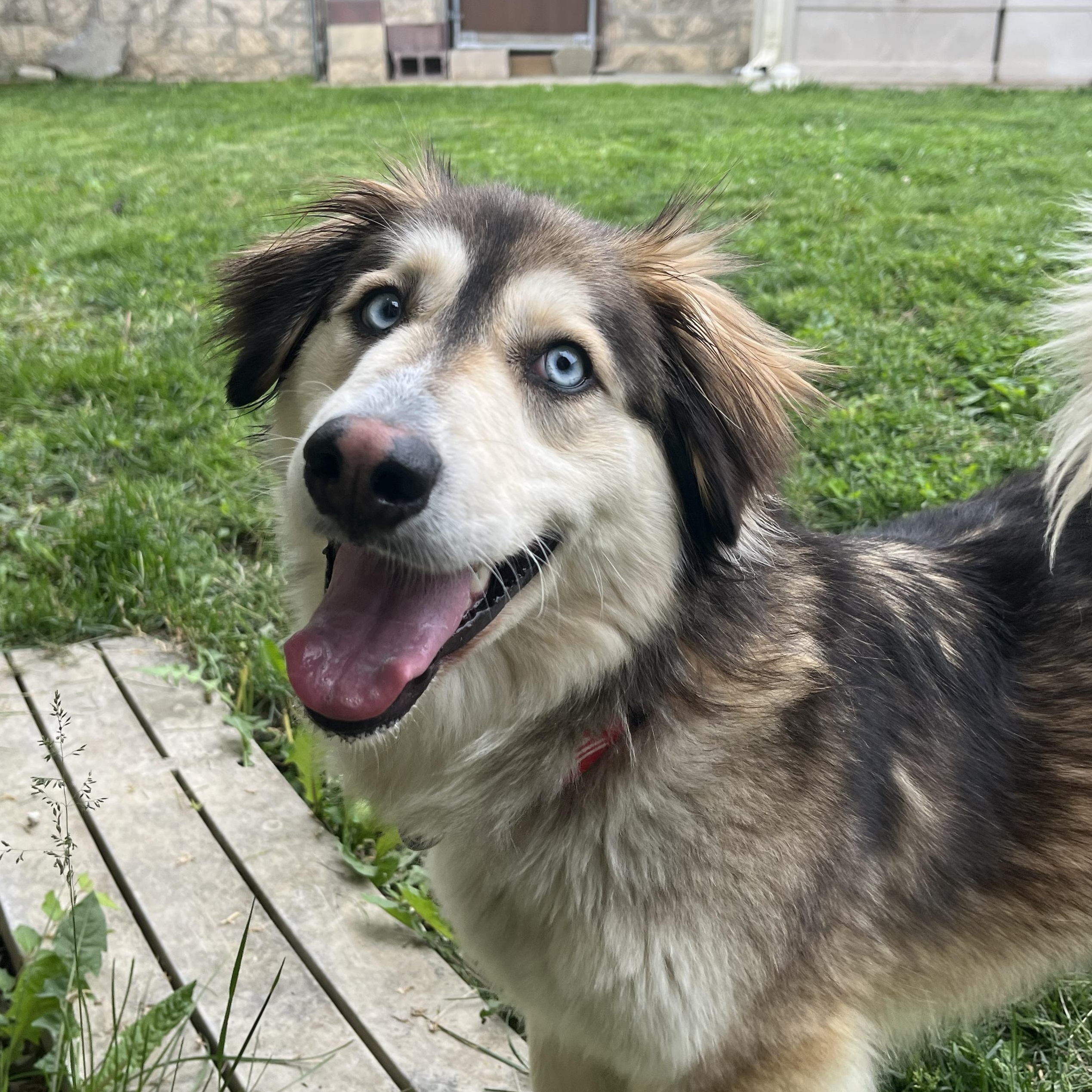 Enlarge Wrenley, an adopted mixed breed in Monroe, OH image 6/6