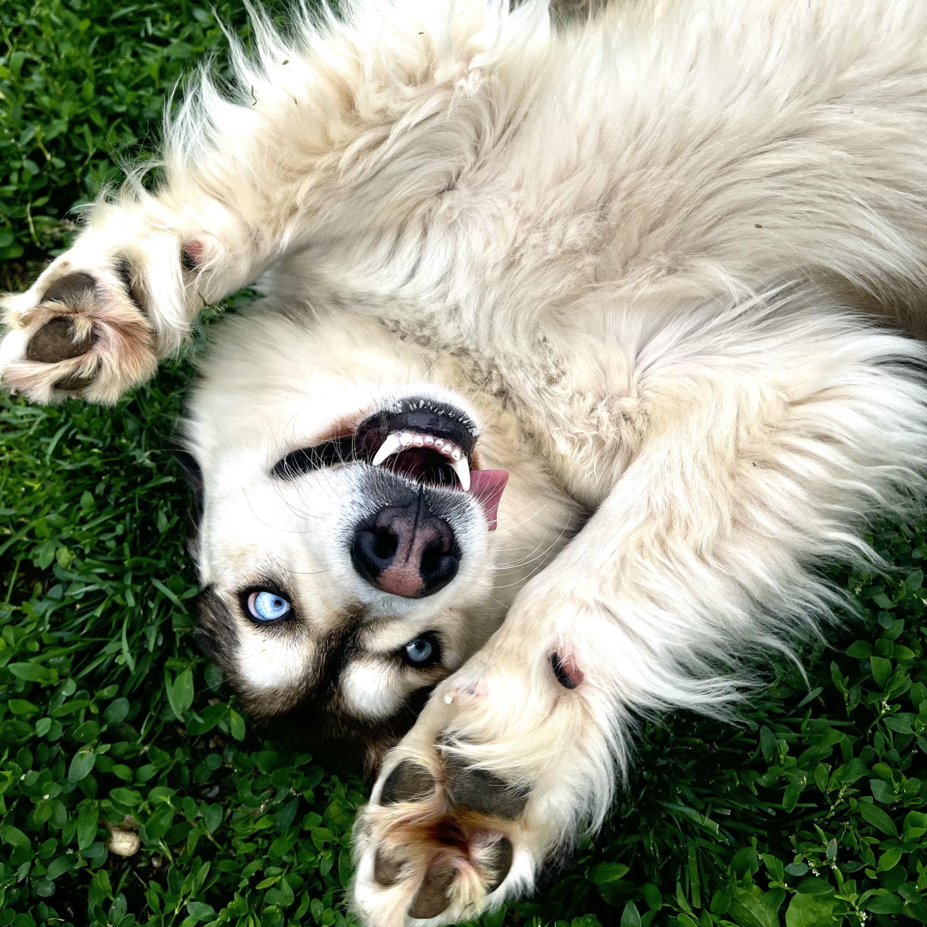 Enlarge Wrenley, an adopted mixed breed in Monroe, OH image 4/6