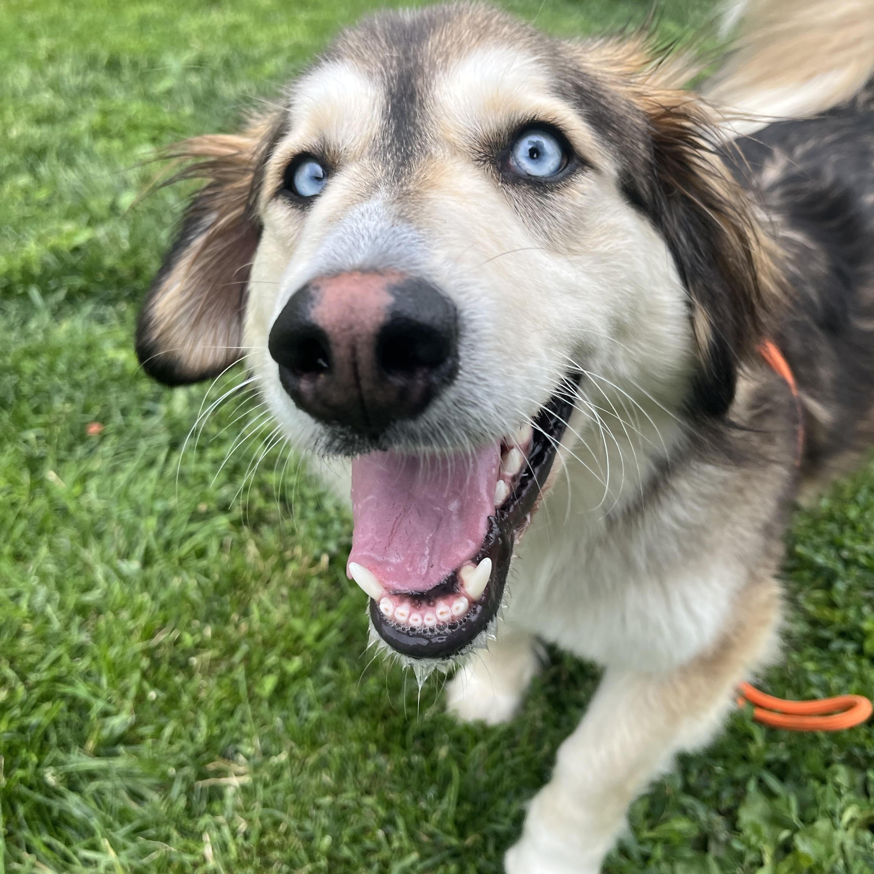 Enlarge Wrenley, an adopted mixed breed in Monroe, OH image 3/6