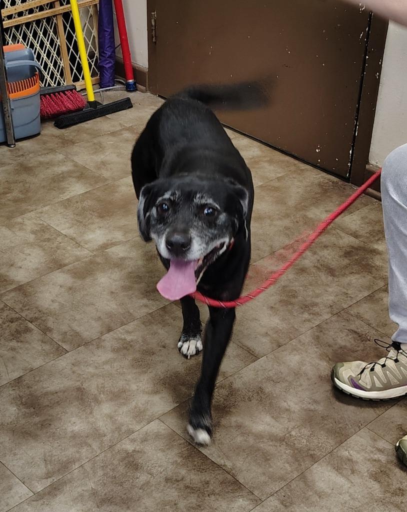 Truman, Adoptable, Adult Male Labrador Retriever.