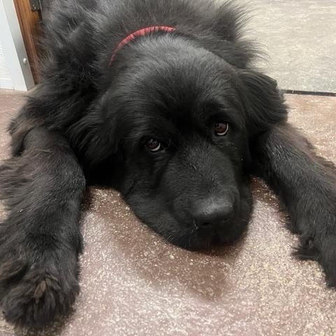 Enlarge Shadow, a Adopted Newfoundland Dog in Fredericksburg, PA image 3/6