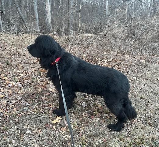 Enlarge Shadow, a Adopted Newfoundland Dog in Fredericksburg, PA image 4/6