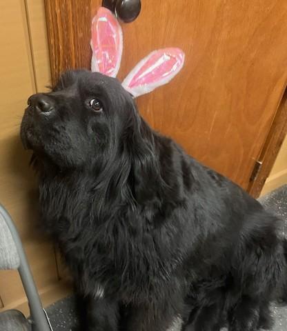 Enlarge Shadow, a Adopted Newfoundland Dog in Fredericksburg, PA image 2/6