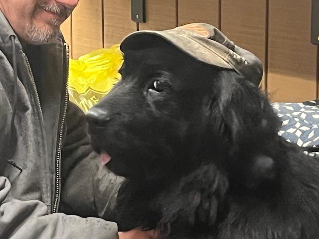Enlarge Shadow, a Adopted Newfoundland Dog in Fredericksburg, PA image 6/6