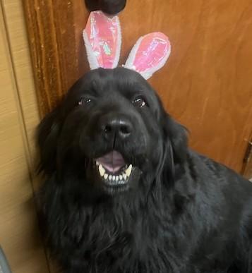 Enlarge Shadow, a Adopted Newfoundland Dog in Fredericksburg, PA image 1/6