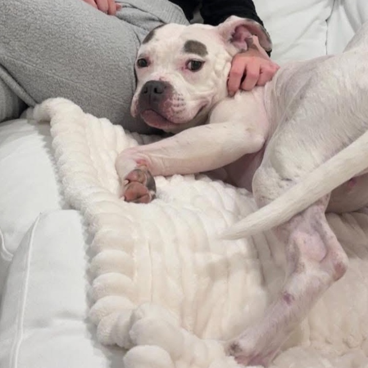 Enlarge Cali, a Adoptable mixed breed in Medford, NY image 4/6