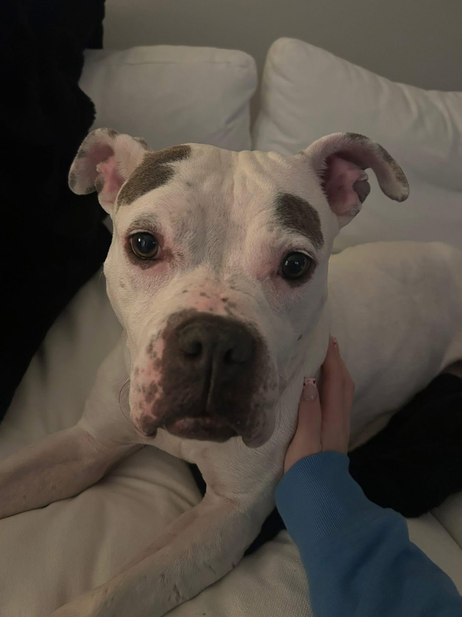 Cali, Adoptable, Adult Female American Bulldog.