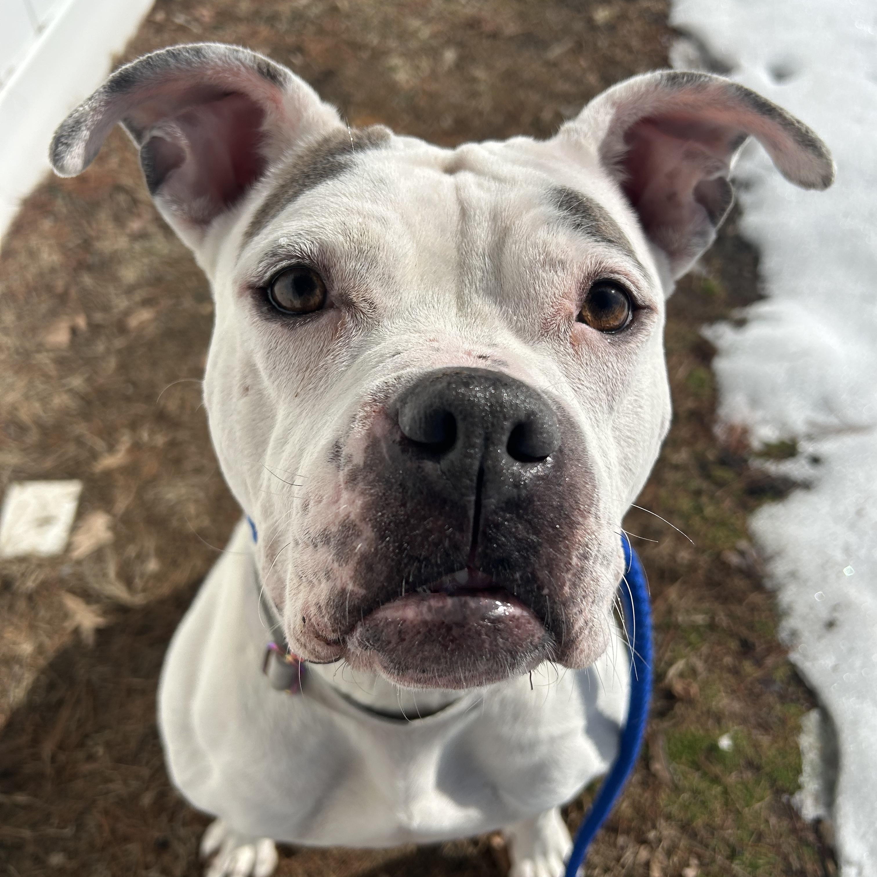 Enlarge Cali, a Adoptable mixed breed in Medford, NY image 1/6