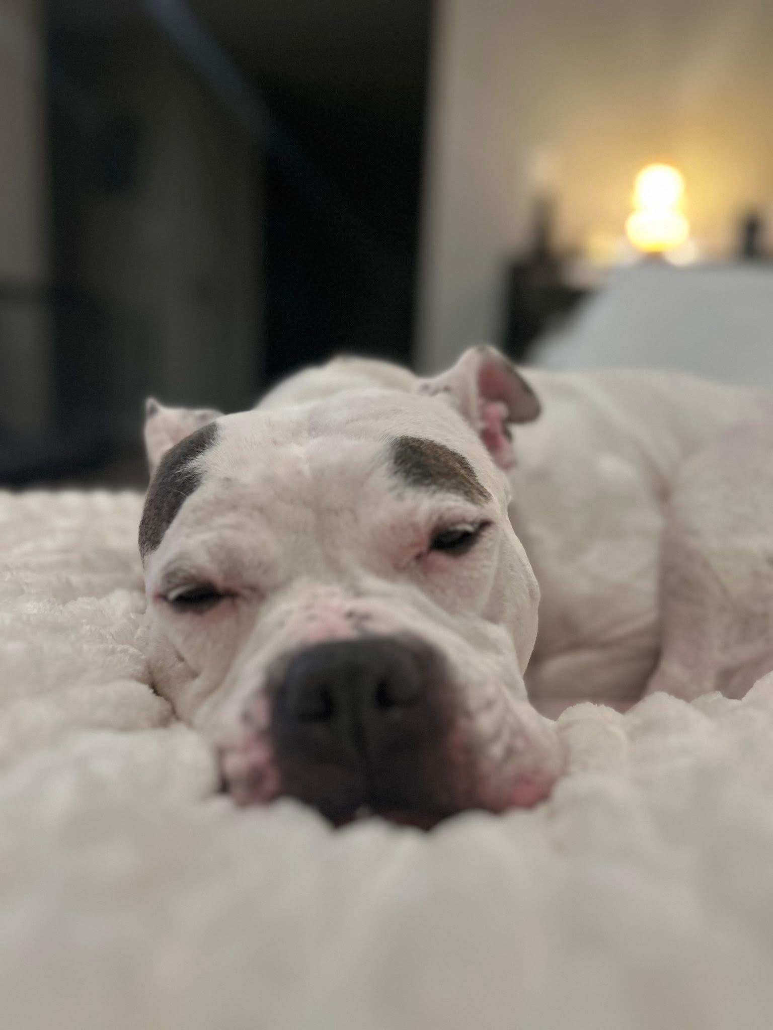 Enlarge Cali, a Adoptable mixed breed in Medford, NY image 2/6