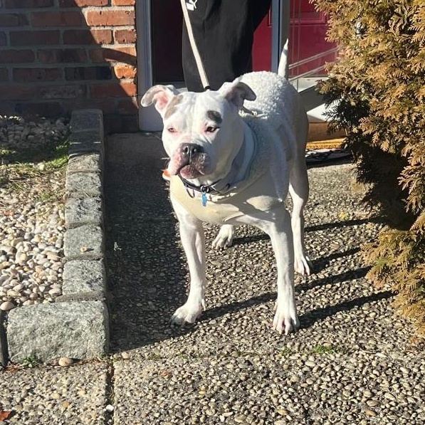 Enlarge Cali, a Adoptable mixed breed in Medford, NY image 4/6