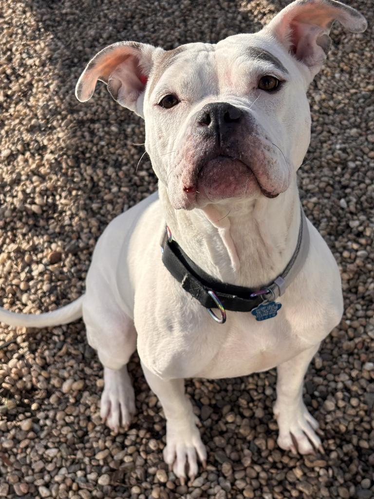 Cali, Adoptable, Adult Female American Bulldog.