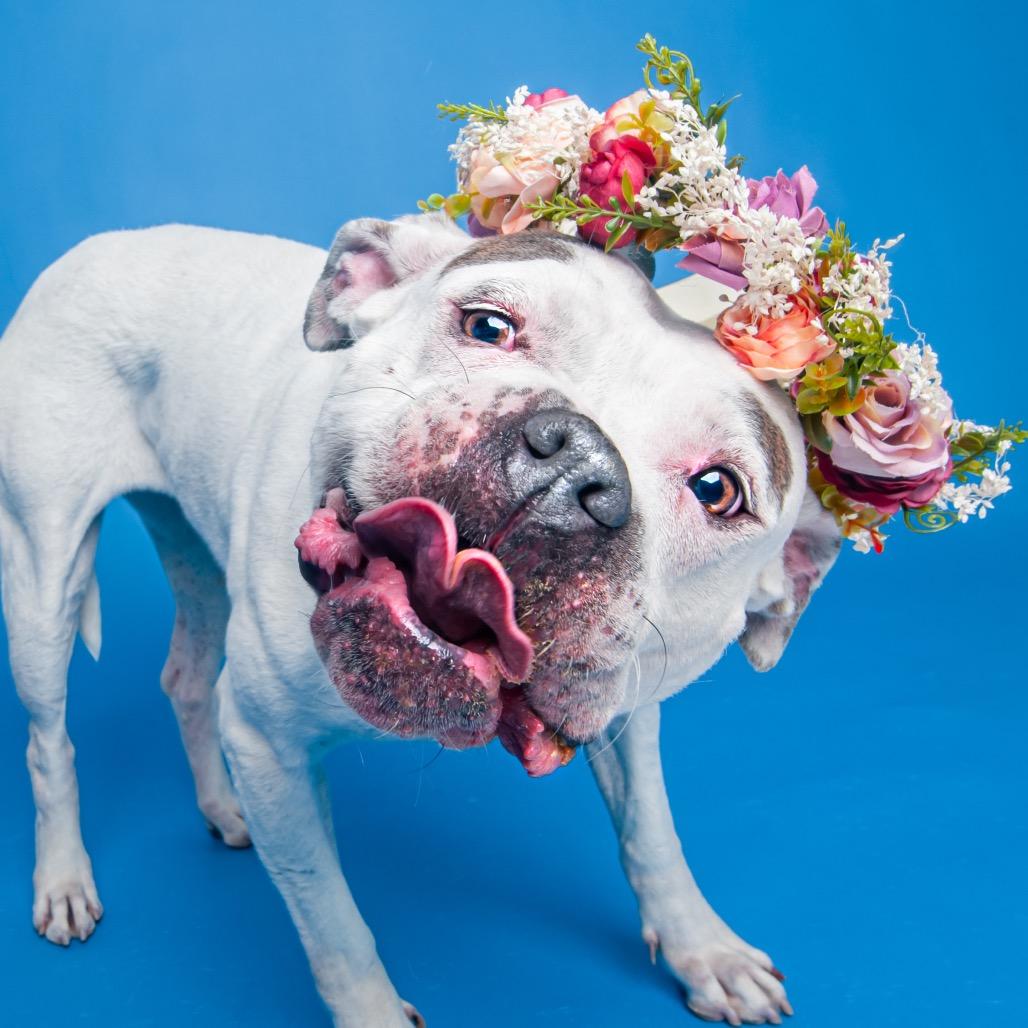 Cali, a Adoptable mixed breed in Medford, NY image 3/6