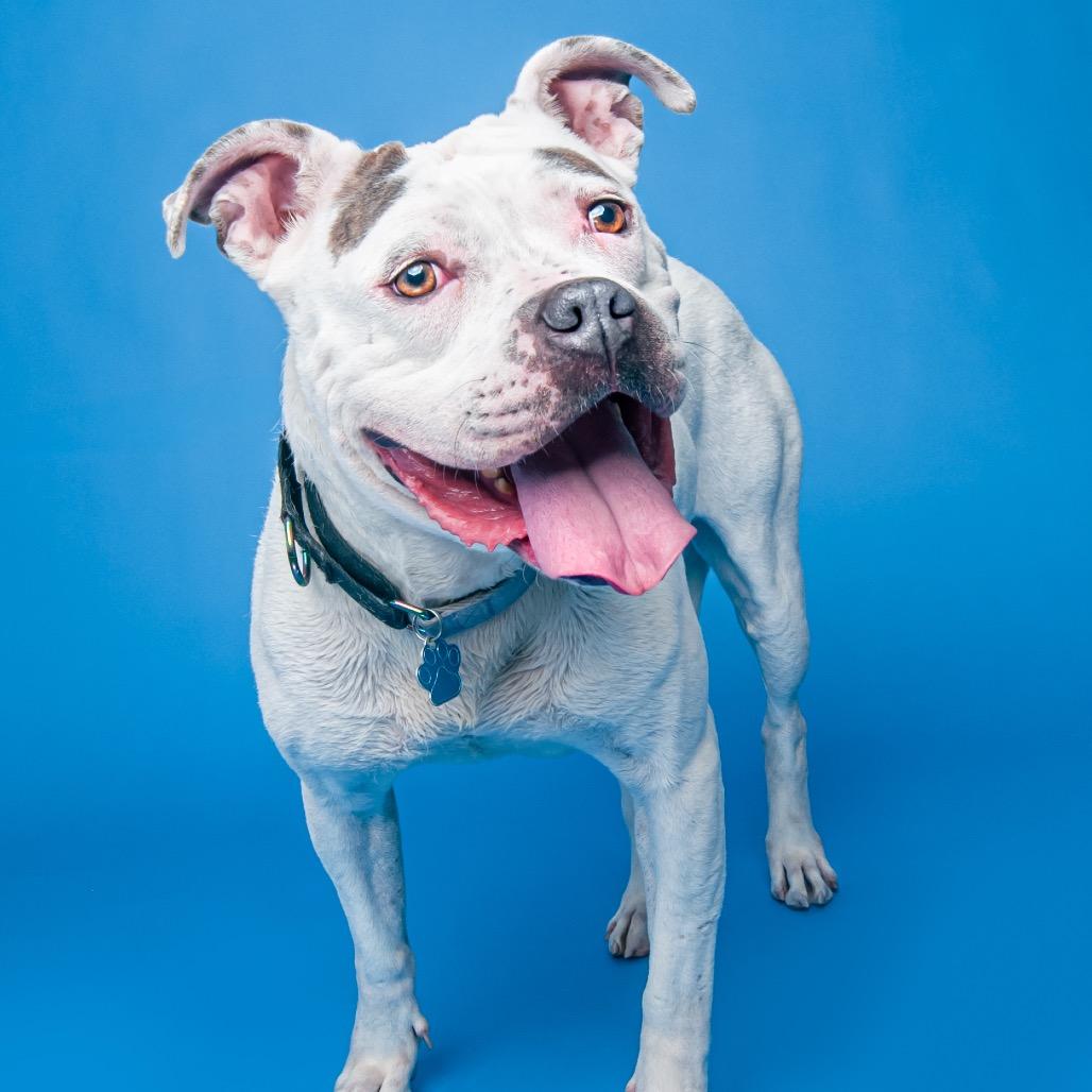 Cali, a Adoptable mixed breed in Medford, NY image 1/6