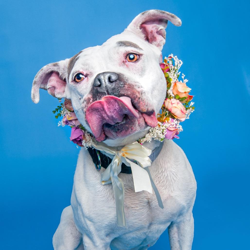 Cali, a Adoptable mixed breed in Medford, NY image 5/6