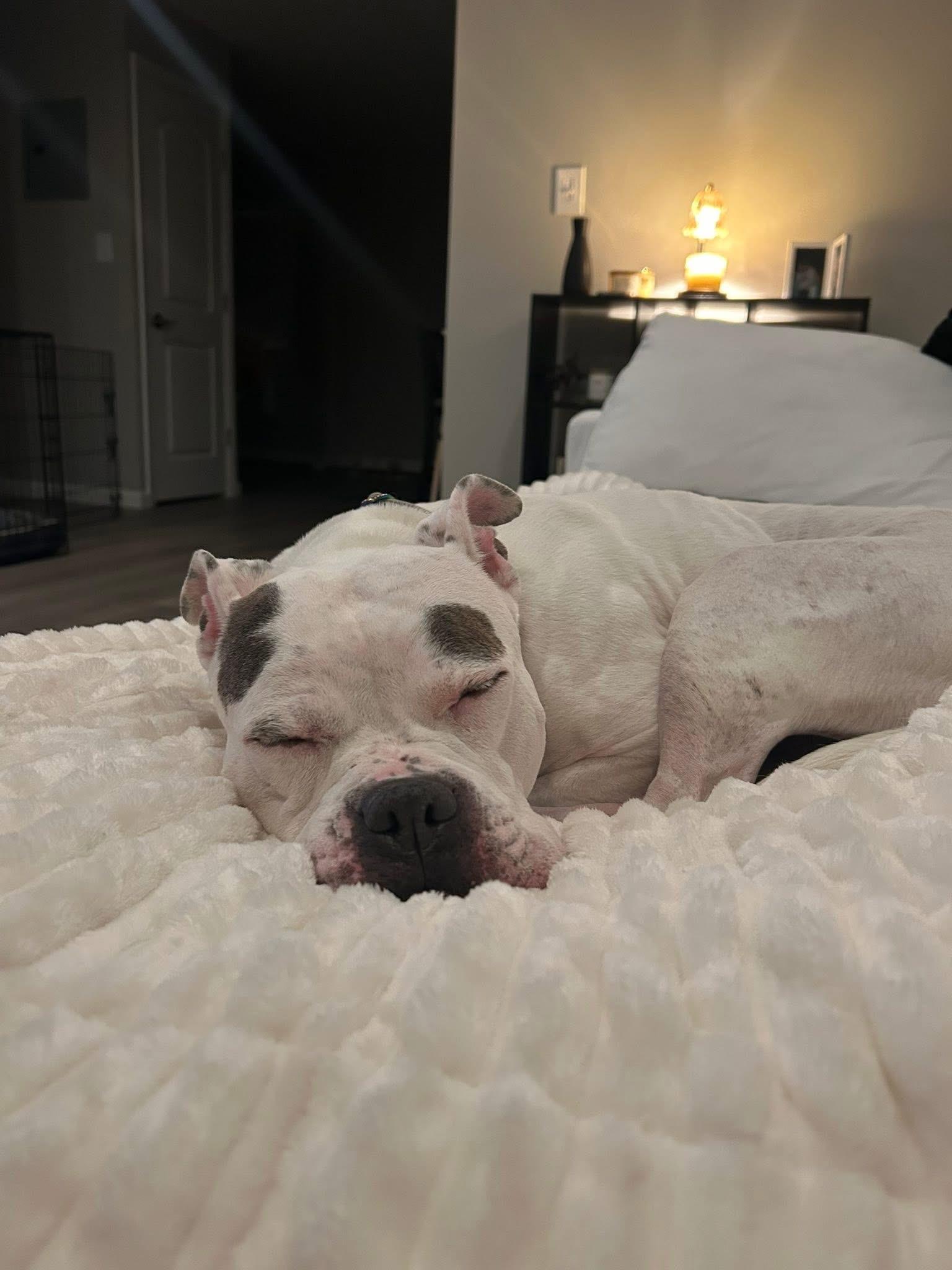 Enlarge Cali, a Adoptable mixed breed in Medford, NY image 6/6