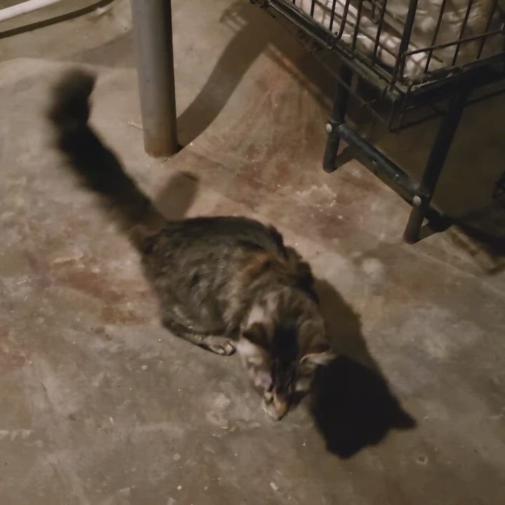 Enlarge Fluffy, a Adopted mixed breed in Murray, NE video 2/3