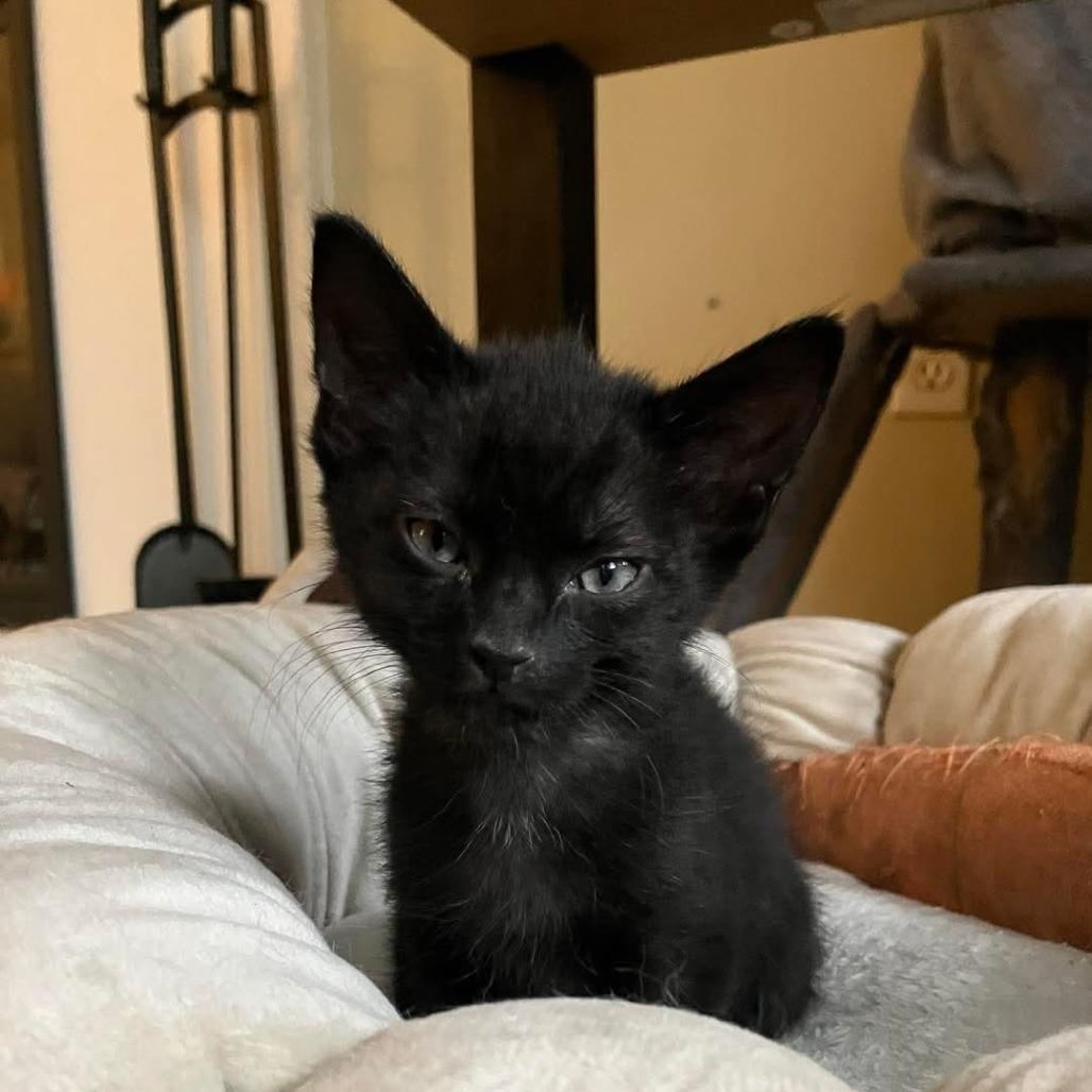 Artemis, Adoptable, Kitten Female Domestic Short Hair.