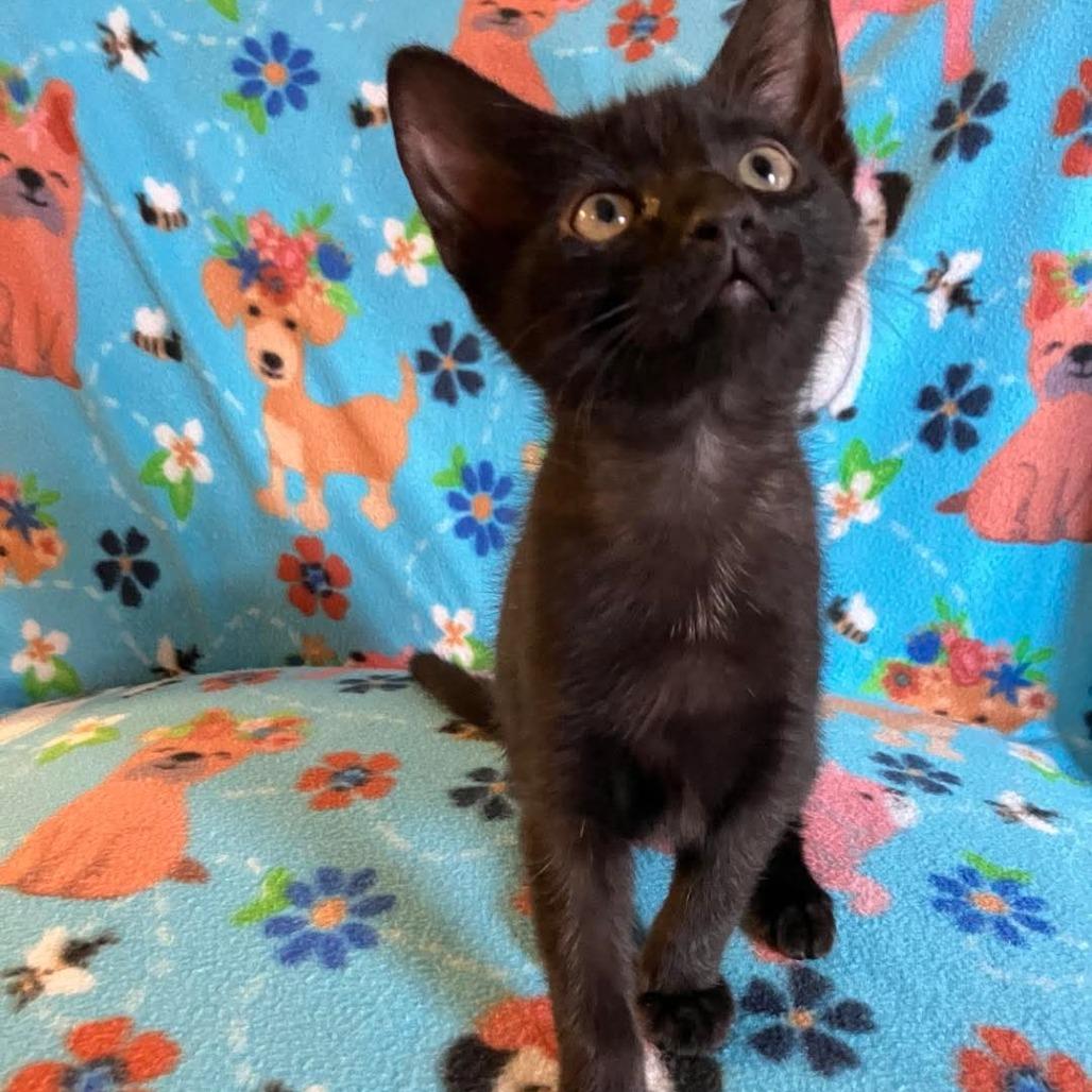 Artemis, a Adoptable Domestic Short Hair in Tallahassee, FL image 2/3