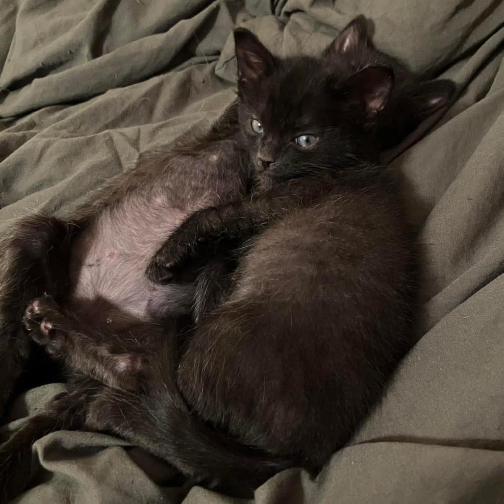 Artemis, a Adoptable Domestic Short Hair in Tallahassee, FL image 3/3