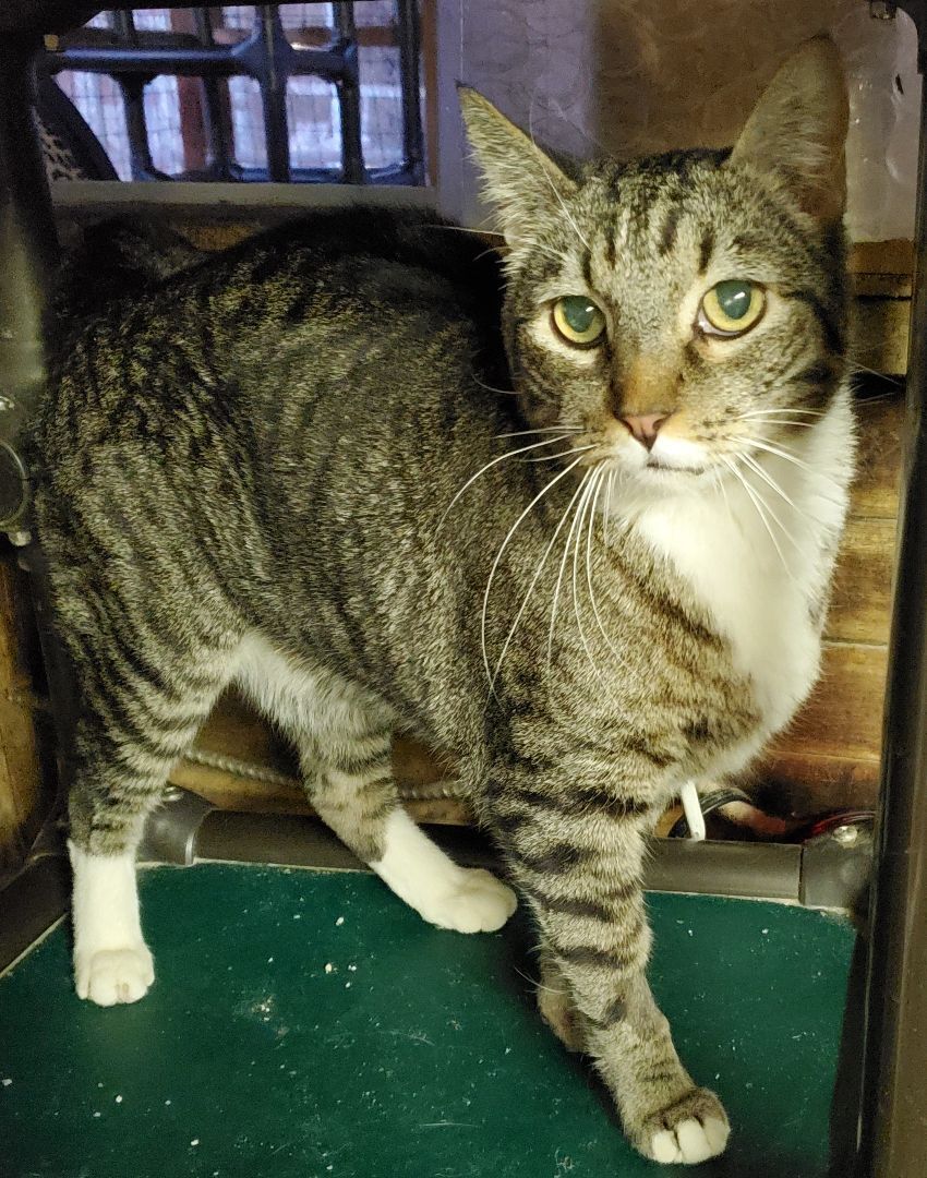 Seppe, Adoptable, Senior Male Tabby & Domestic Short Hair.