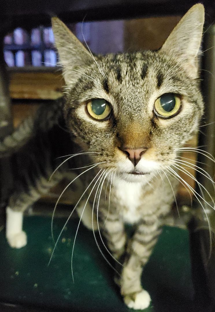 Seppe, a Adoptable mixed breed in Pasadena, CA image 2/10